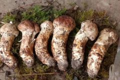 四川雅江松茸-[年產(chǎn)量1000噸左右]